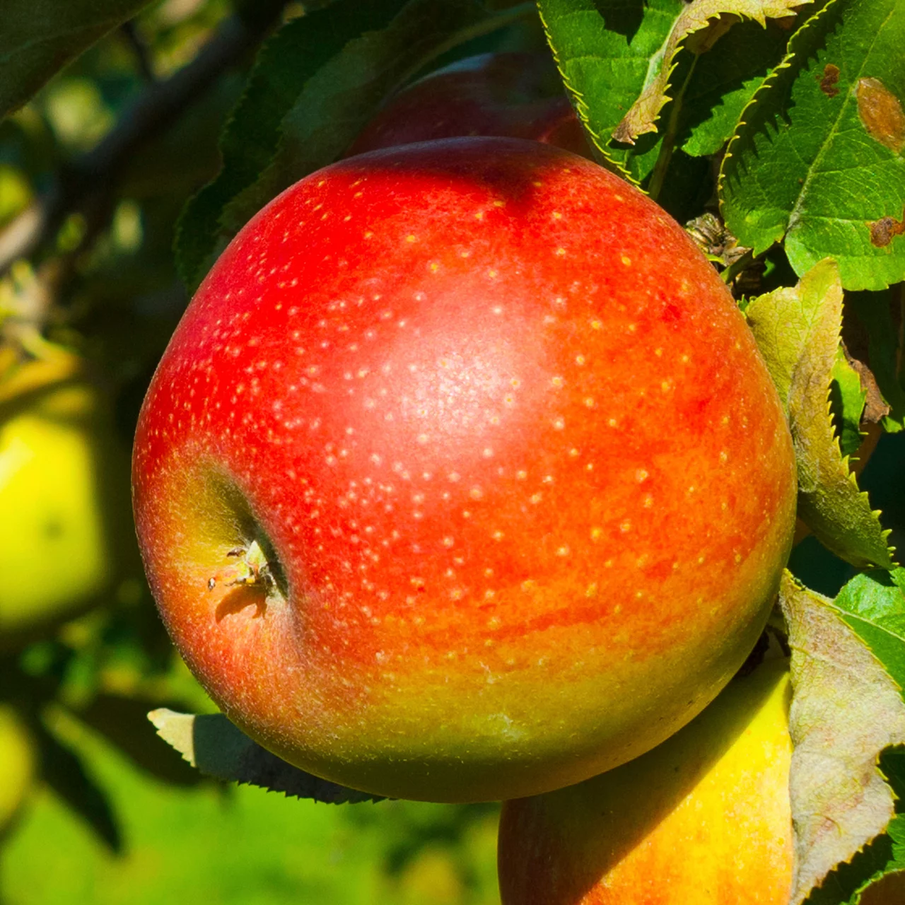Apfel «Florina» – Biologische Apfelbäume für Garten & Topf