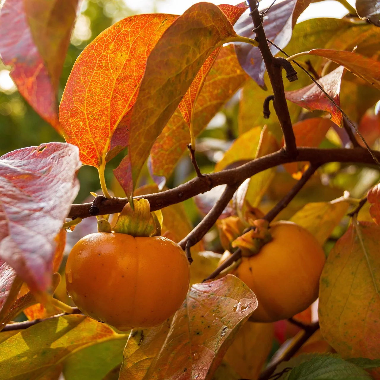 Planter un plaqueminier - Arbres fruitiers