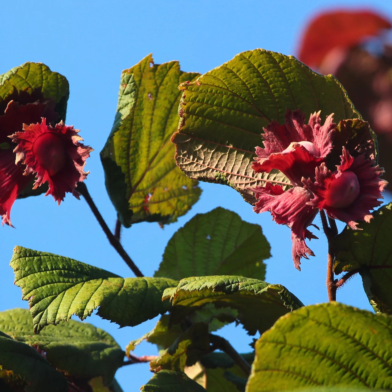 – Zellernuss Rotblättrige Haselnussbaum Bio-Nussbäume