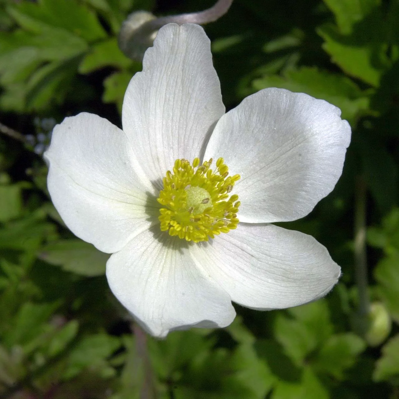 Anémone sauvage blanche – Vivaces fleuries biologiques