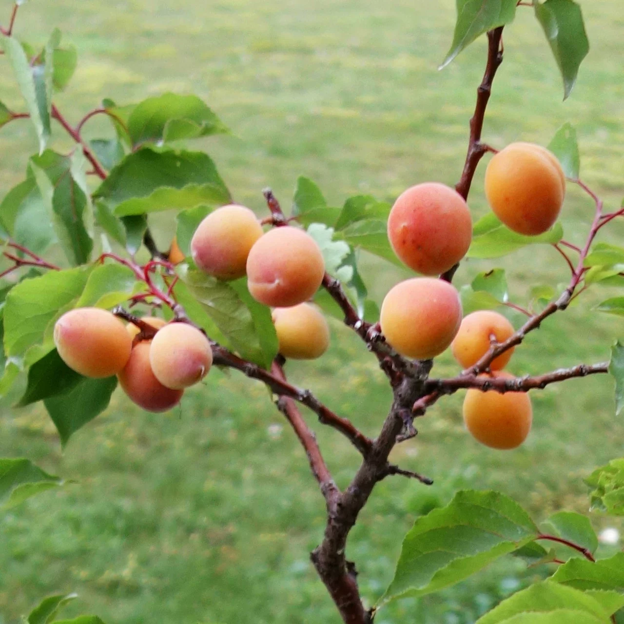 Topf & Garten Bio-Aprikosen für – Unsere Aprikosenbaum-Auswahl