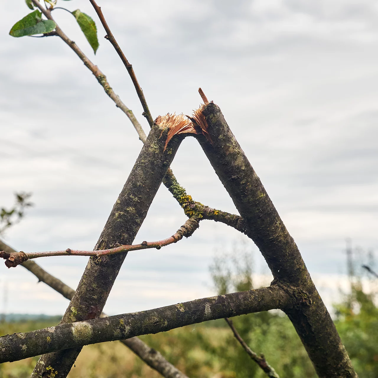 Mastic cicatrisant pour arbres – Cicatrisation naturelle