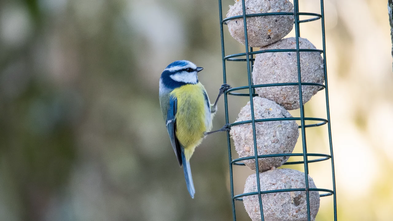 Der naturnahe Garten mit vogelfreundlichen Zonen - Vogelfütterung im Winter - Blaumeise an Futterstation