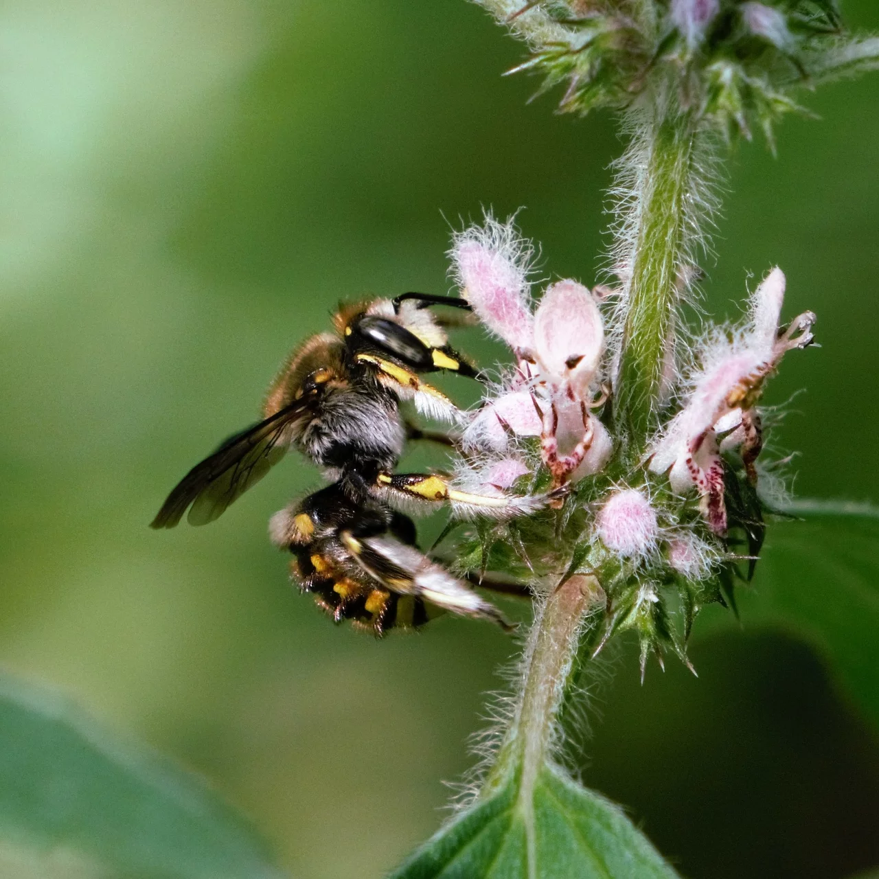 À quoi ressemblent les abeilles dans le monde?
