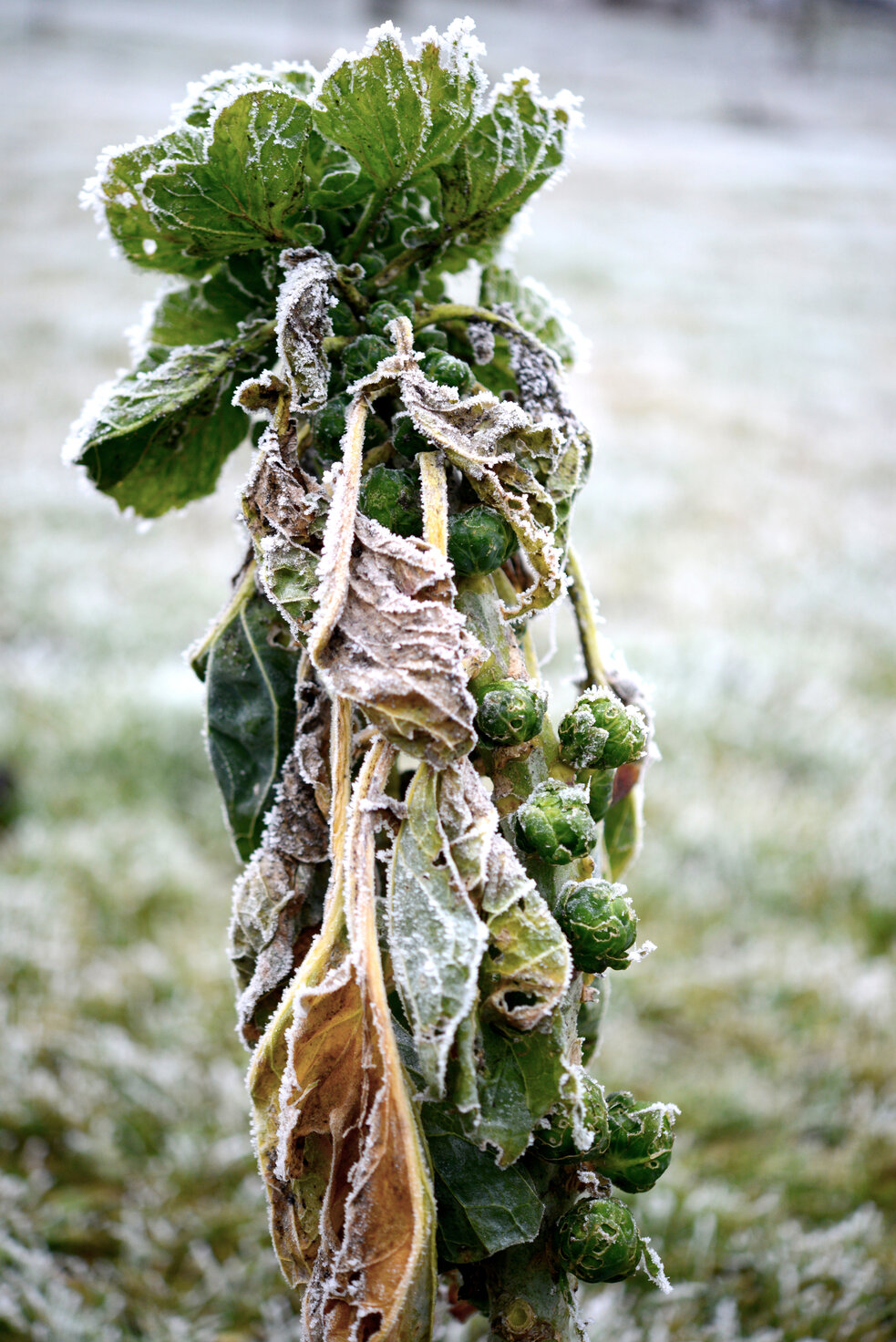 Der Gemüsegarten im Winter