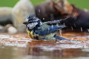 On peut aussi favoriser les oiseaux des jardins comme la mésange bleue en leur fournissant des points d'eau.