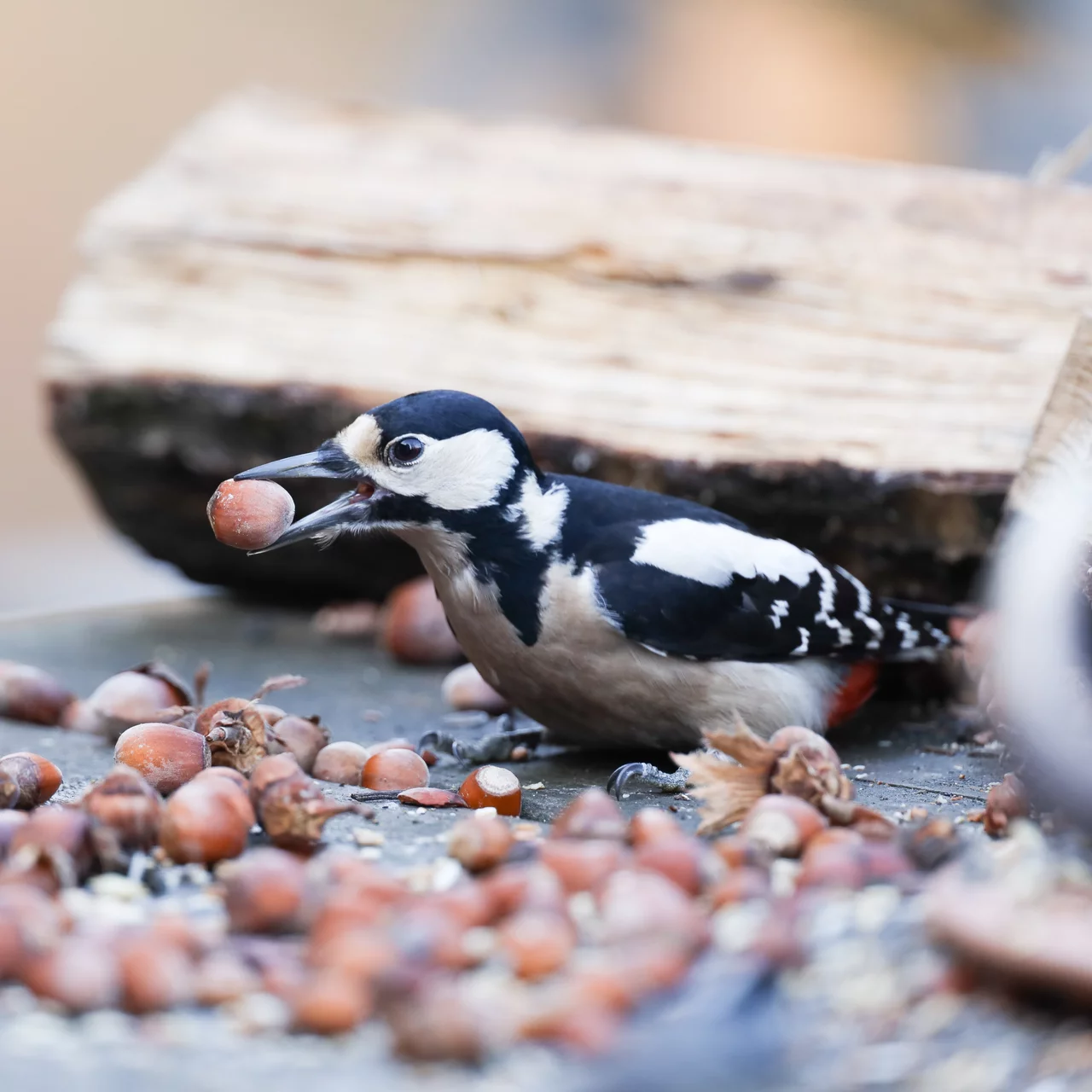 Nourrir les oiseaux sauvages : quoi, comment, quand et pourquoi