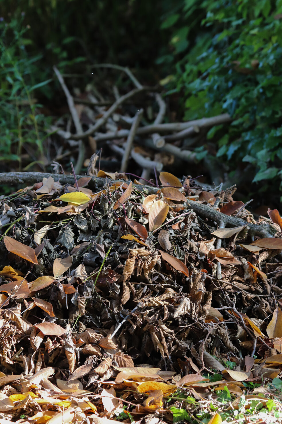 Der Igel Im Naturnahen Garten