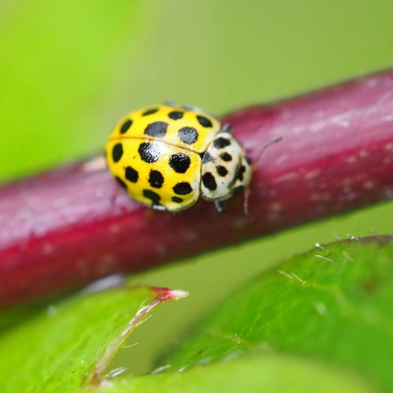 Marienkäfer im Garten