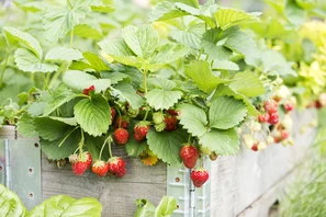 Erdbeeren: Es gibt sie in gross bis klein, immertragend, einmaltragend mit weissen oder rosablüten - aber eines habe sie gemeinsam: sie sind lecker