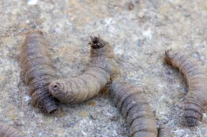 La larve de tipule se reconnaît à sa gueule de diable | © Andermatt Biogarten AG