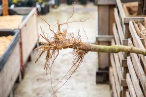 Nacktwurzlige Obstbäume wachsen direkt im Boden und werden währen der Ruheperiode ausgegraben und am neuen Ort verpflanzt. | © Andermatt Biogarten AG