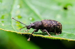 Dickmaulrüssler als Gartenschädling | © Andermatt Biogarten AG