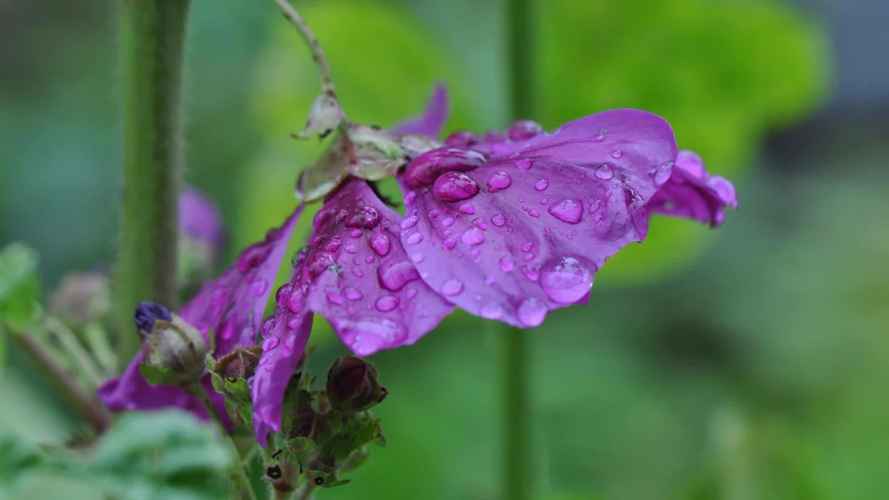 Malve im Regen | © Nadine S. - www.naschgaertli.ch