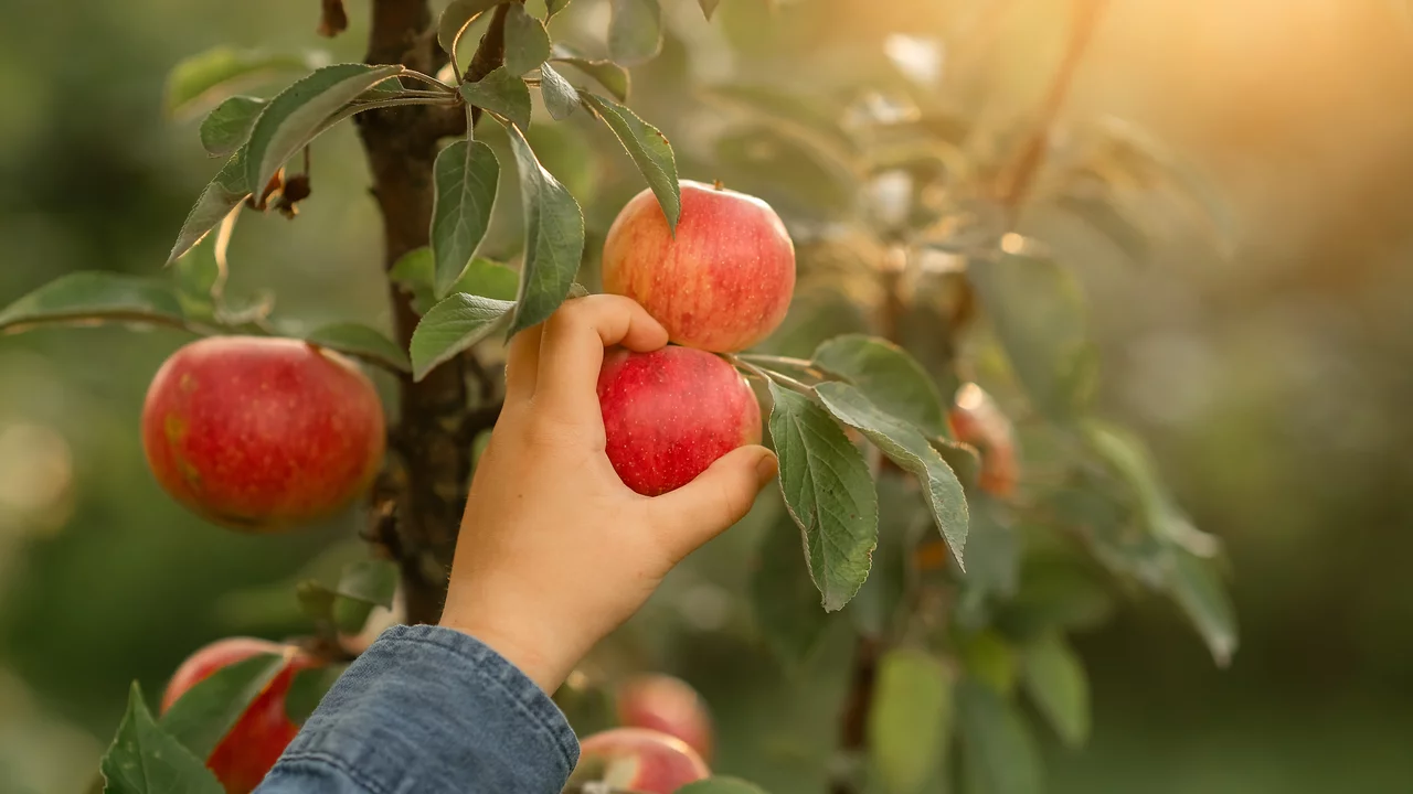 Checklisten mit Gartenarbeiten für den Monat Oktober