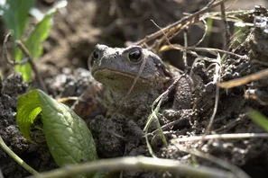 Erdkröten sind wichtige für die Biodiversität und sie halten Gartenschädlinge wie Schnecken im Zaun. Ein Grund mehr für eine wilde Hecke.