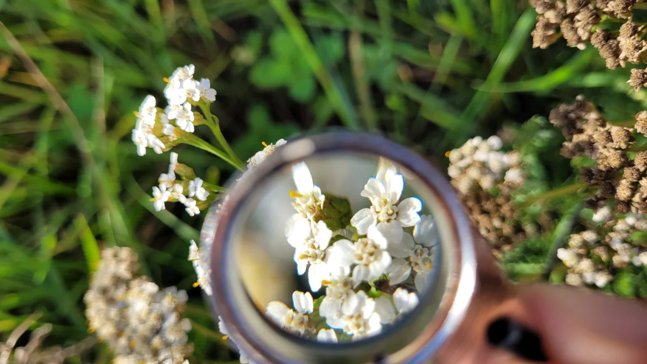 Les plantes indicatrices permettent de déterminer et d'adapter la qualité du sol. | © Andermatt Biogarten AG